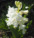 Hyacinthus orientalis 'Aiolos'