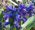 Hyacinthus orientalis 'Dark Dimension'