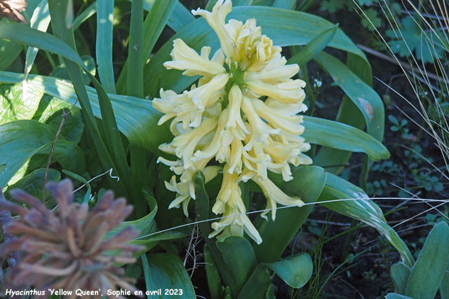 Hyacinthus orientalis 'Yellow Queen'