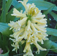 Hyacinthus orientalis 'Yellow Queen'