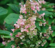 Hydrangea paniculata 'Ammarin'