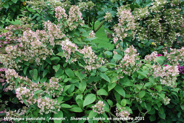 Hydrangea paniculata 'Ammarin'