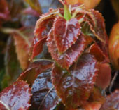 Hydrangea anomala  subsp. glabra 'Crüg Coral'