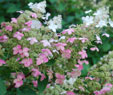 Hydrangea paniculata 'Big ben'