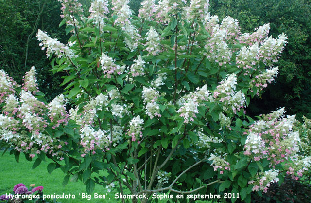 Hydrangea paniculata 'Big Ben'