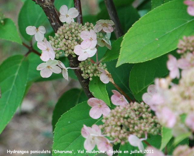 Hydrangea paniculata 'Dharuma'