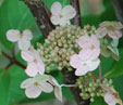 Hydrangea paniculata 'Dharuma'