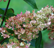 Hydrangea paniculata 'Dolly'