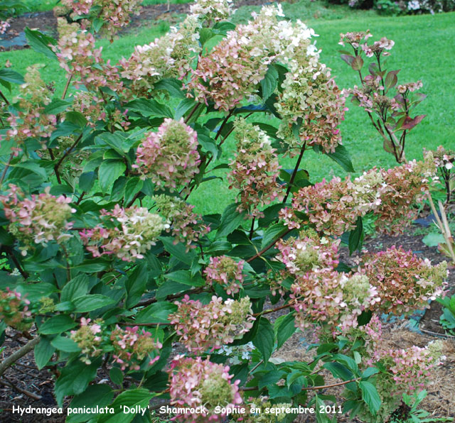 Hydrangea paniculata 'Dolly'