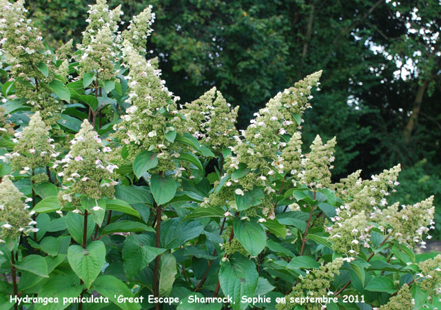 Hydrangea paniculata 'Great Escape'