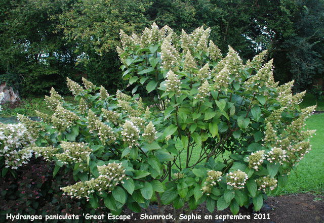 Hydrangea paniculata 'Great Escape'