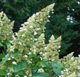 Hydrangea paniculata 'Great Escape'