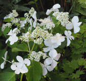 Hydrangea paniculata 'Levana'