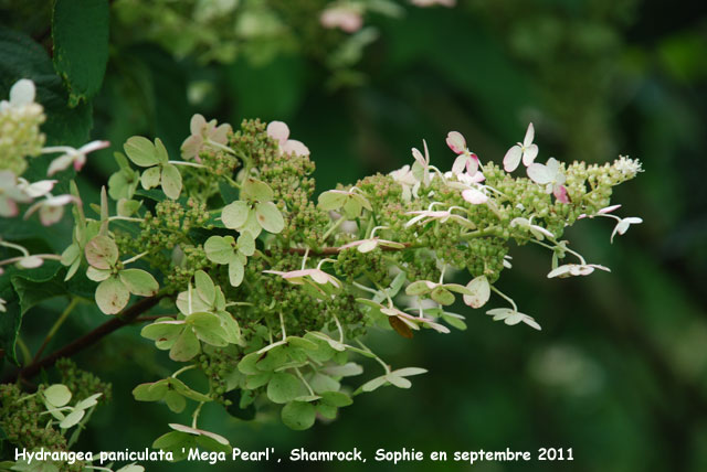 Hydrangea paniculata 'Mega Pearl'