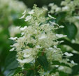 Hydrangea paniculata 'October Bride'