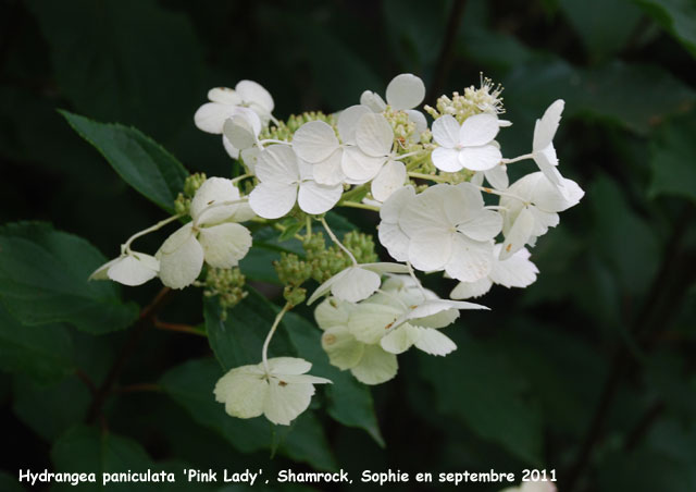 Hydrangea paniculata 'Pink Lady'