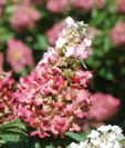 Hydrangea paniculata 'Pinky WinkyHydrangea paniculata 'Pinky Winky'