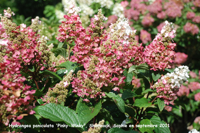 Hydrangea paniculata 'Pinky Winky