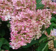 Hydrangea paniculata 'Ruby'