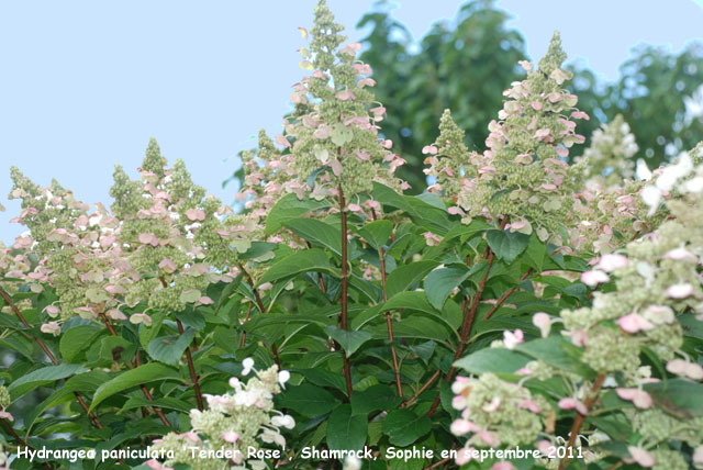 Hydrangea paniculata 'Tender Rose'