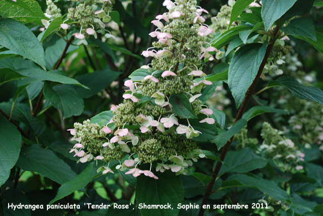 Hydrangea paniculata 'Tender Rose'