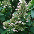 Hydrangea paniculata 'Tender Rose'