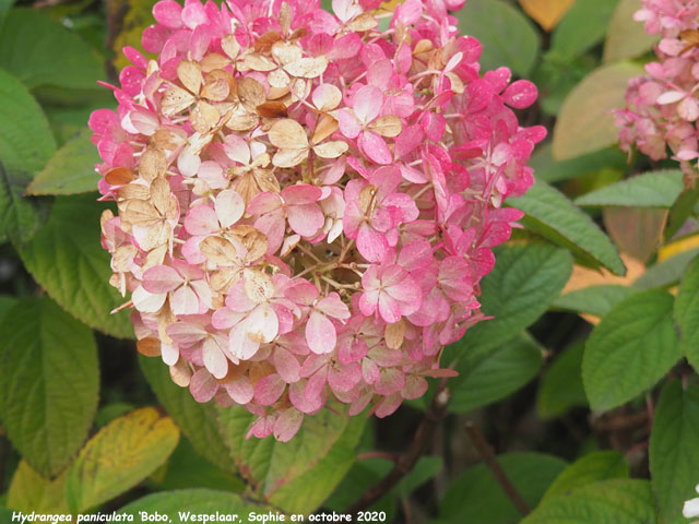 Hydrangea paniculata 'Bobo'