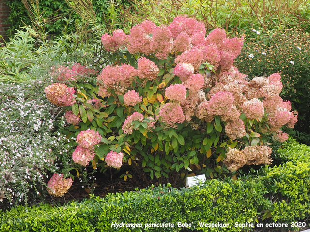 Hydrangea paniculata 'Bobo'