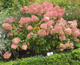 Hydrangea paniculata 'Big Ben'