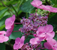 Hydrangea 'Mousmée'