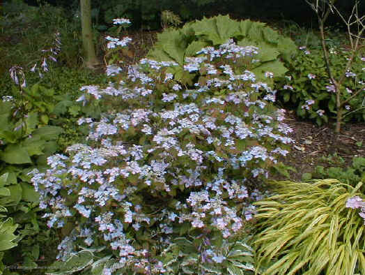 Hydrangea serrata 'Diadem'