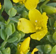 Hypericum aegypticum