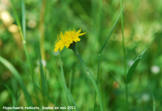 Hypochaeris radicata