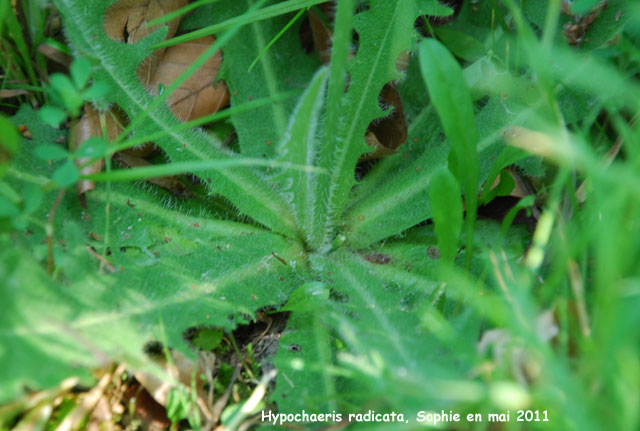 Hypochaeris radicata