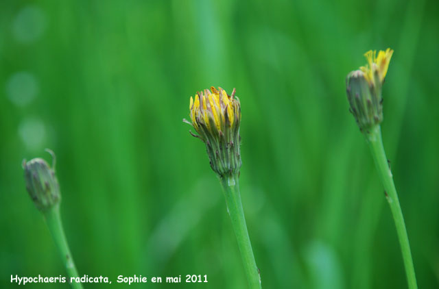 Hypochaeris radicata