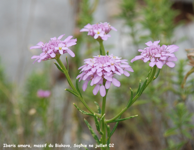 Iberis amara