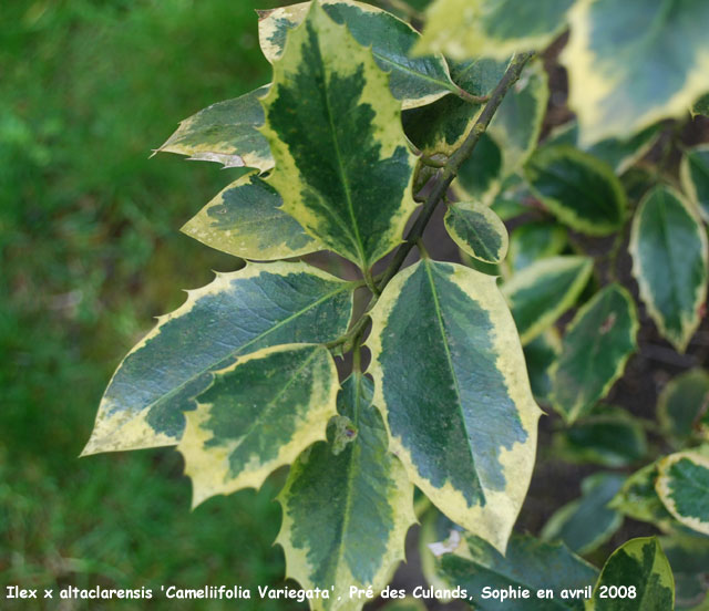 Ilex x altaclarensis 'Camelliifolia Variegata'