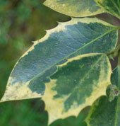 Ilex x altaclarensis 'Camelliifolia Variegata'