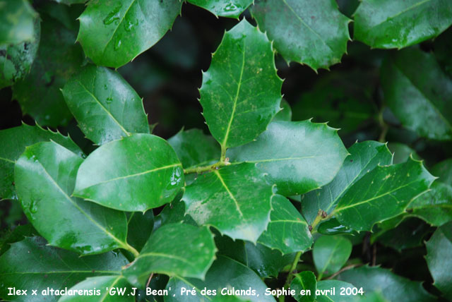 Ilex x altaclarensis 'W.J. Bean'