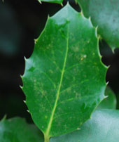 Ilex x altaclarensis 'W.J. Bean'