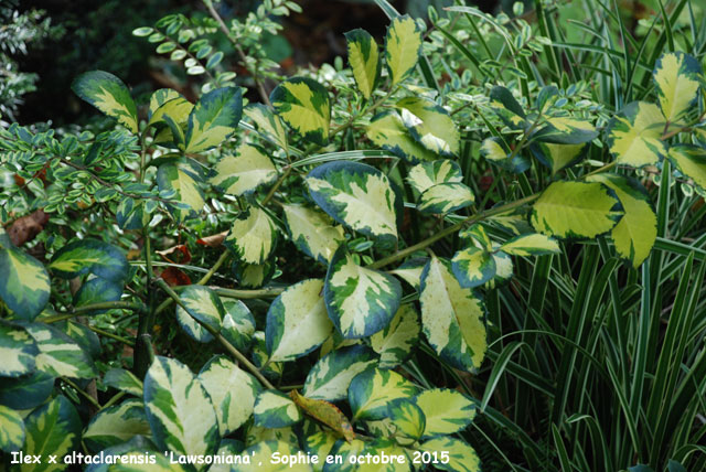 Ilex x altaclarensis 'Lawsoniana''