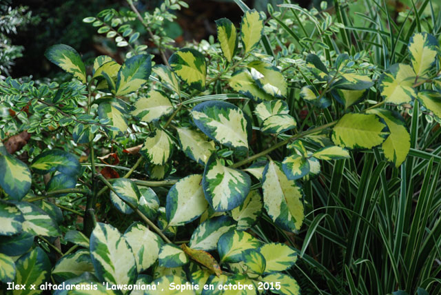 Ilex x altaclarensis 'Lawsoniana''