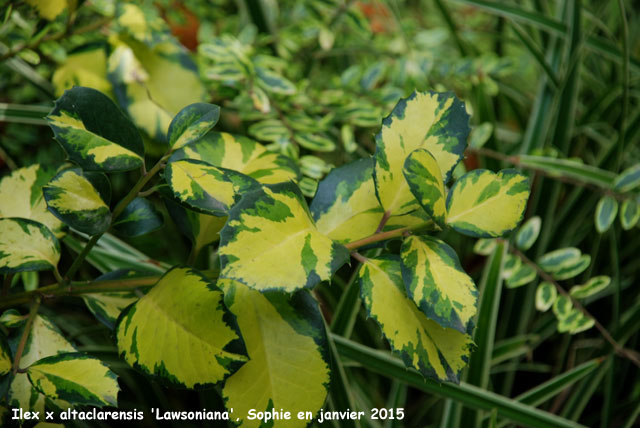 Ilex x altaclarensis 'Lawsoniana'