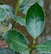 Ilex x altaclarensis 'Mundyi'