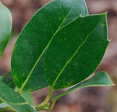 Ilex x altaclarensis 'Purple Shaft'