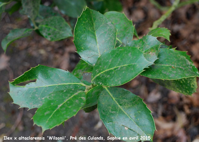 Ilex x altaclarensis 'Wilsonii'