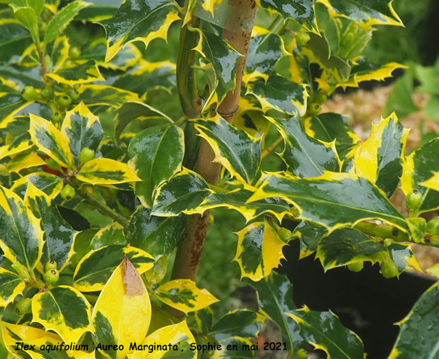 Ilex aquifolium 'Aurea Marginata'