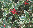 Ilex aquifolium 'Madame Briot'