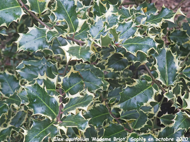 Ilex aquifolium 'Madame Briot'