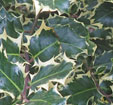 Ilex aquifolium 'Madame Briot'